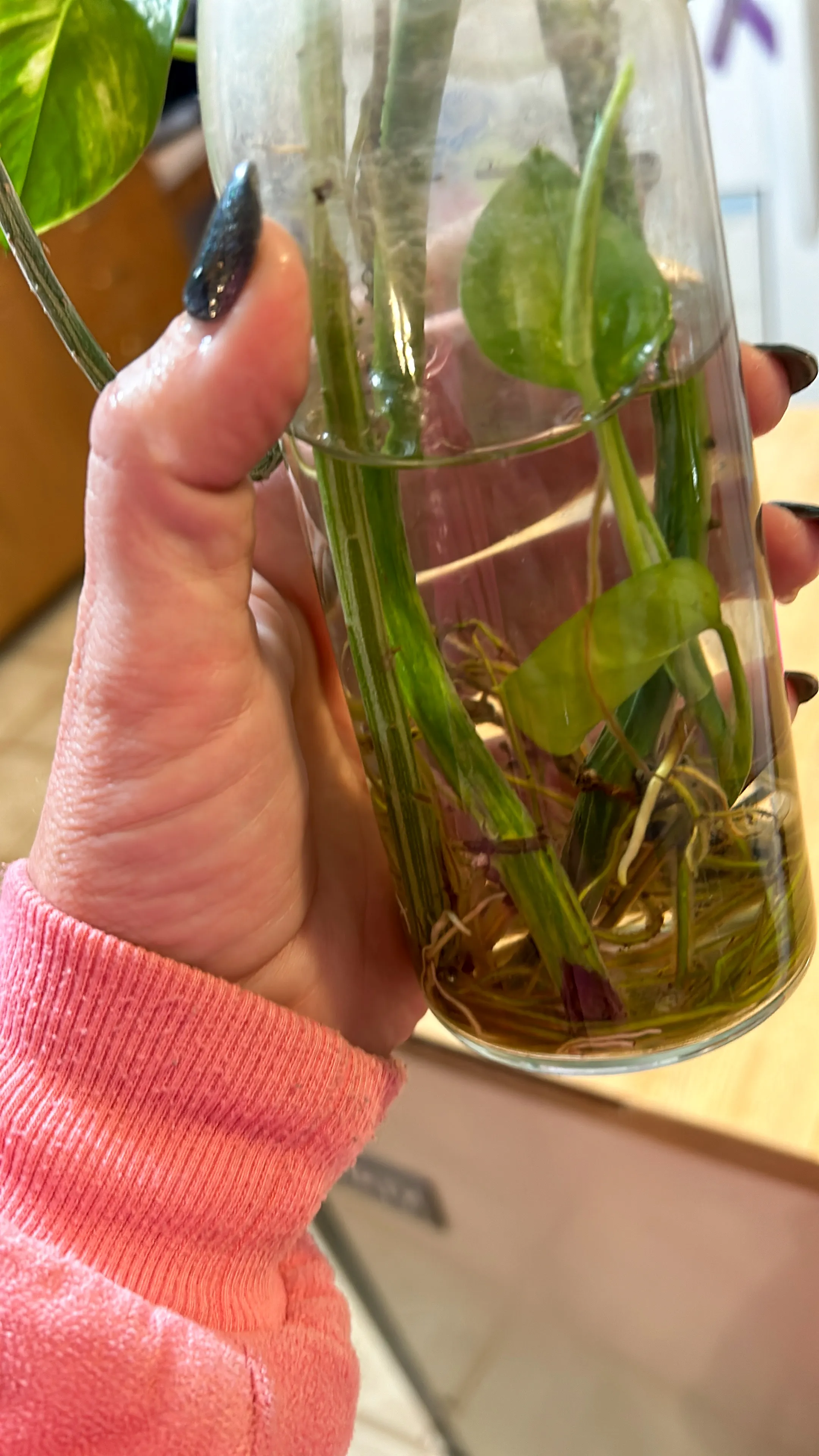 Plant cuttings and roots in water during a hands-on plant coaching moment.